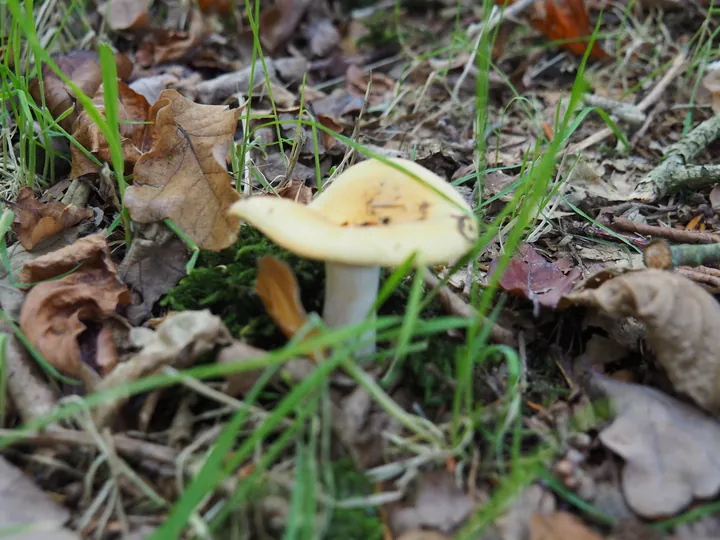 Vagevuurbos an Lippensgoed-Bulskampveld (Belgium)